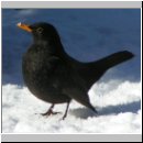 Turdus merula - Amsel m10.jpg